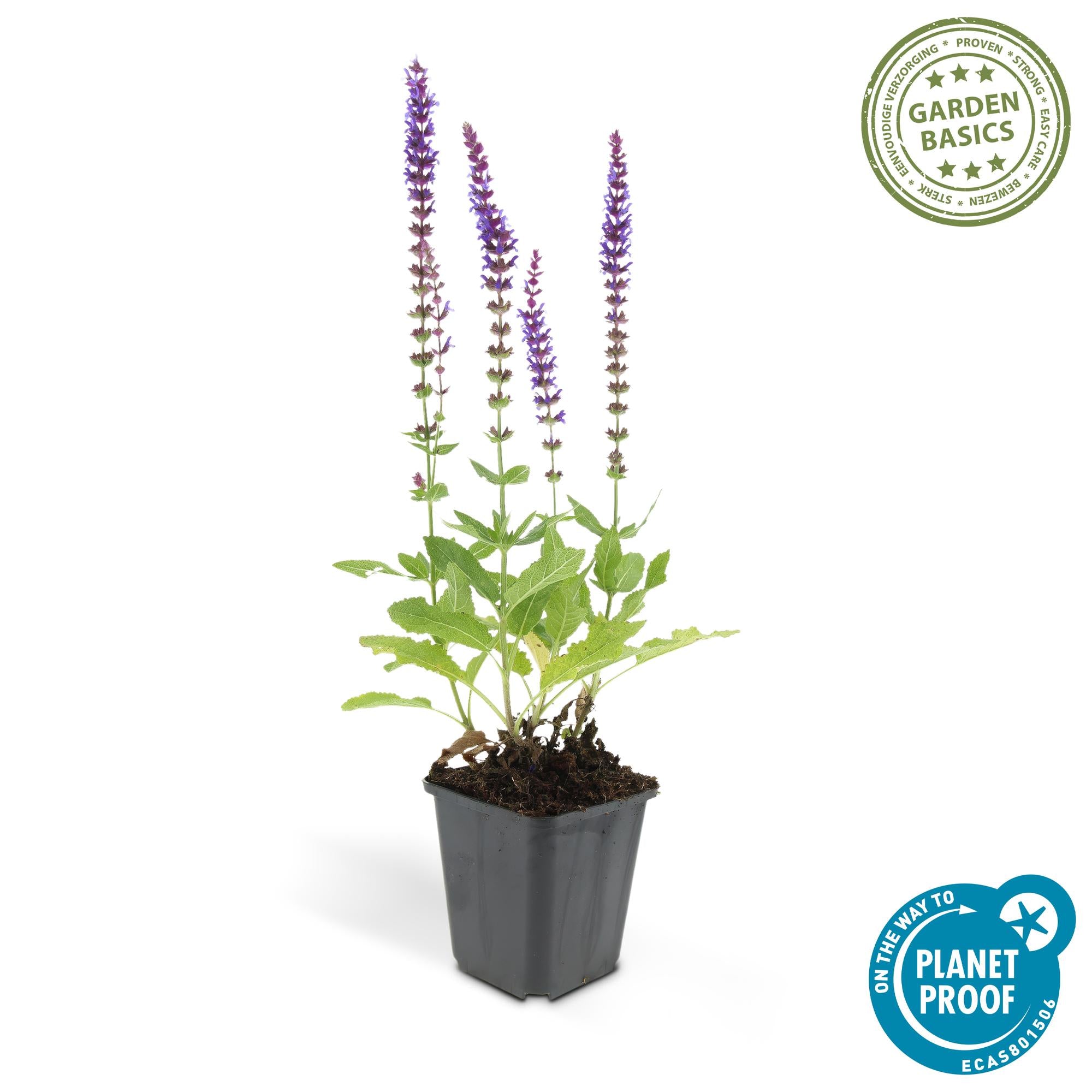 48x Salvia nem. 'Ostfriesland' - ↕10-25cm - Ø9cm