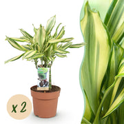 Dracaena fragrans Diamond Dream - Drakenbloedboom - Weinig onderhoud - Groen - 2 Planten - Pot 17cm - Hoogte 50-55cm