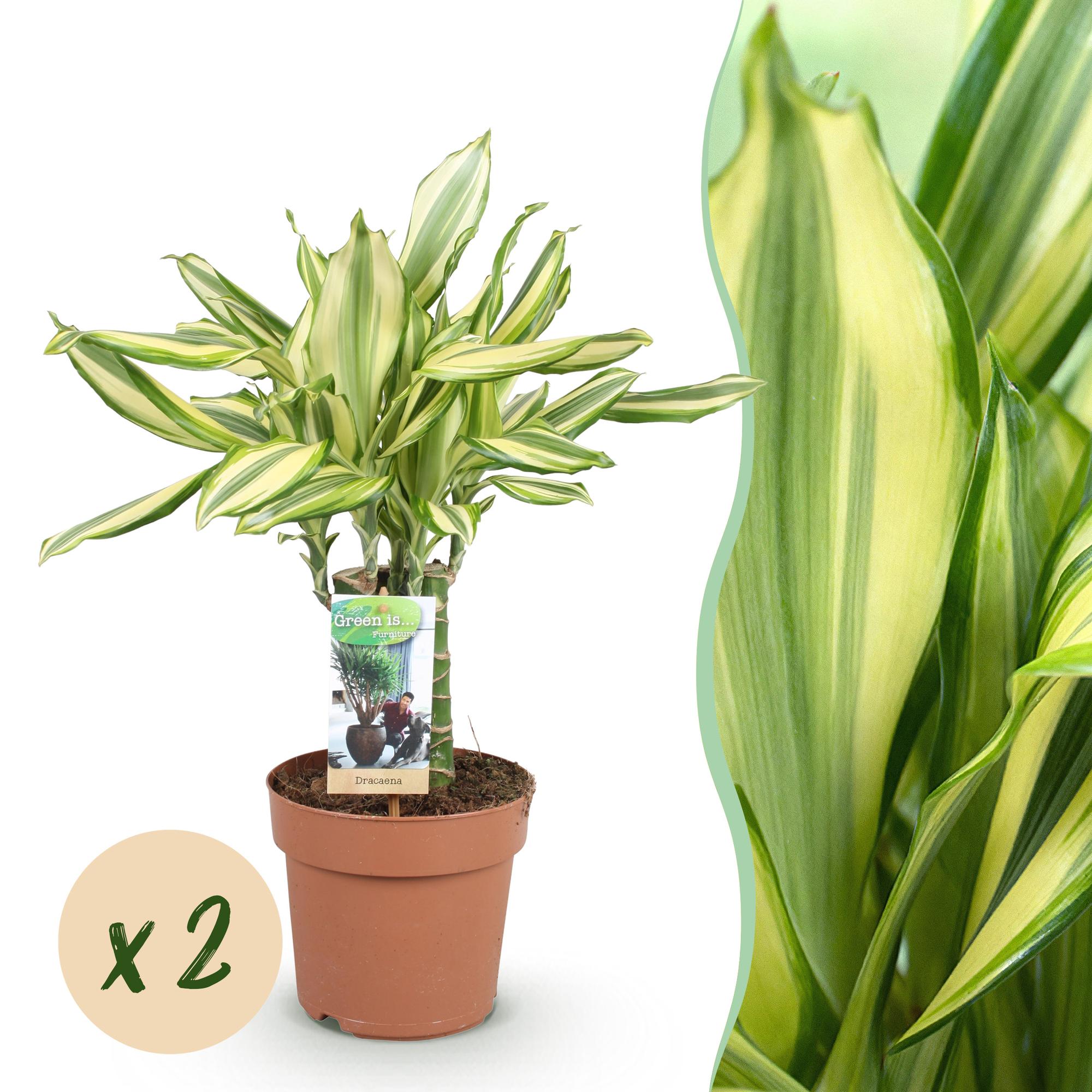 Dracaena fragrans Diamond Dream - Drakenbloedboom - Weinig onderhoud - Groen - 2 Planten - Pot 17cm - Hoogte 50-55cm