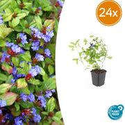 24x Ceratostigma plumbaginoides  - ↕10-25cm - Ø9cm