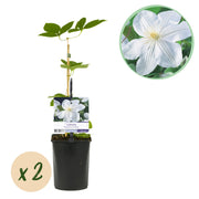 Clematis Madame Le Coultre - bloem wit - Weinig onderhoud -2 planten -  Pot 11cm Hoogte 40cm