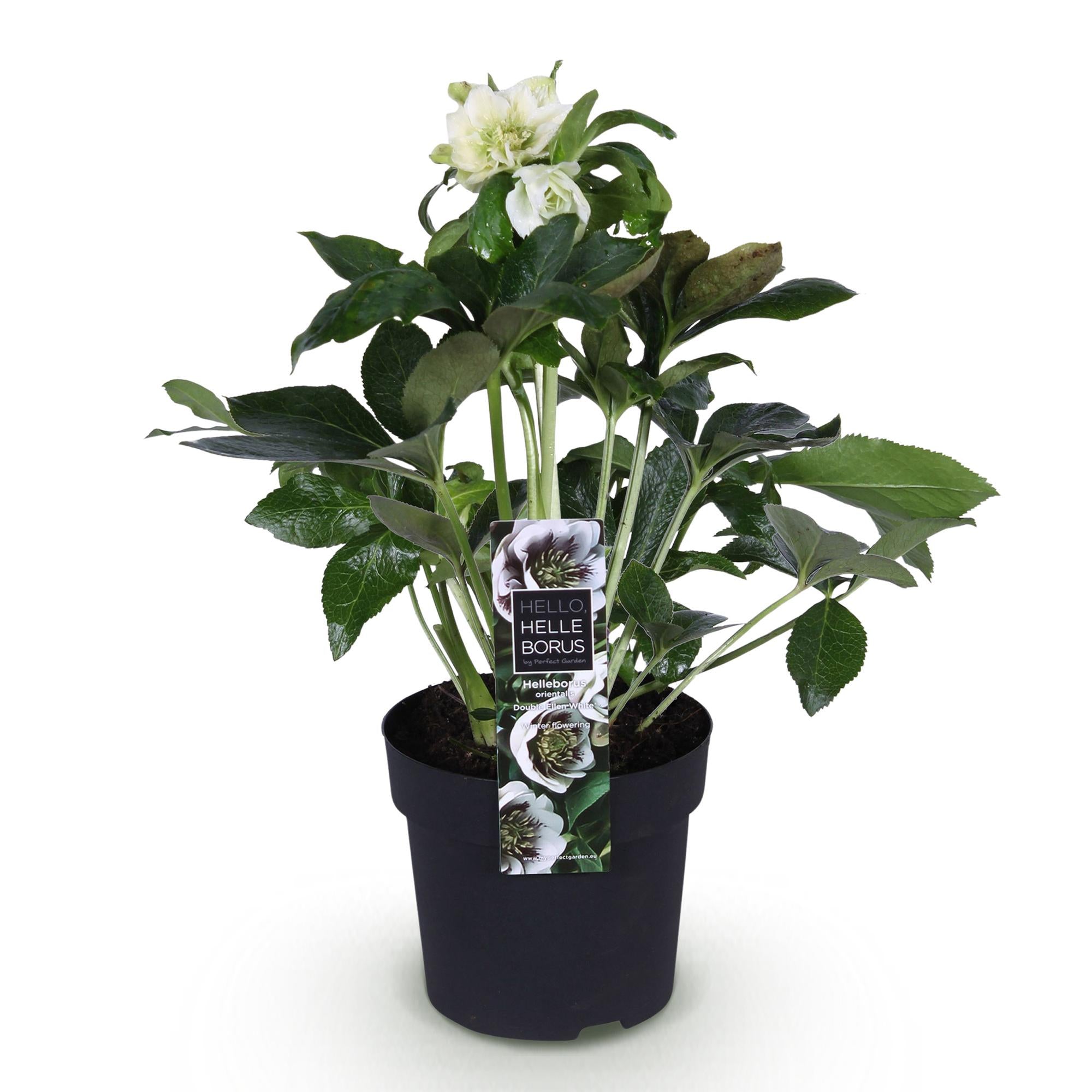 Lenten Rose - Helleborus orientalis Double Ellen White - Witte Bloem -1 Plant - Groenblijvend - Pot 14cm Hoogte 35cm