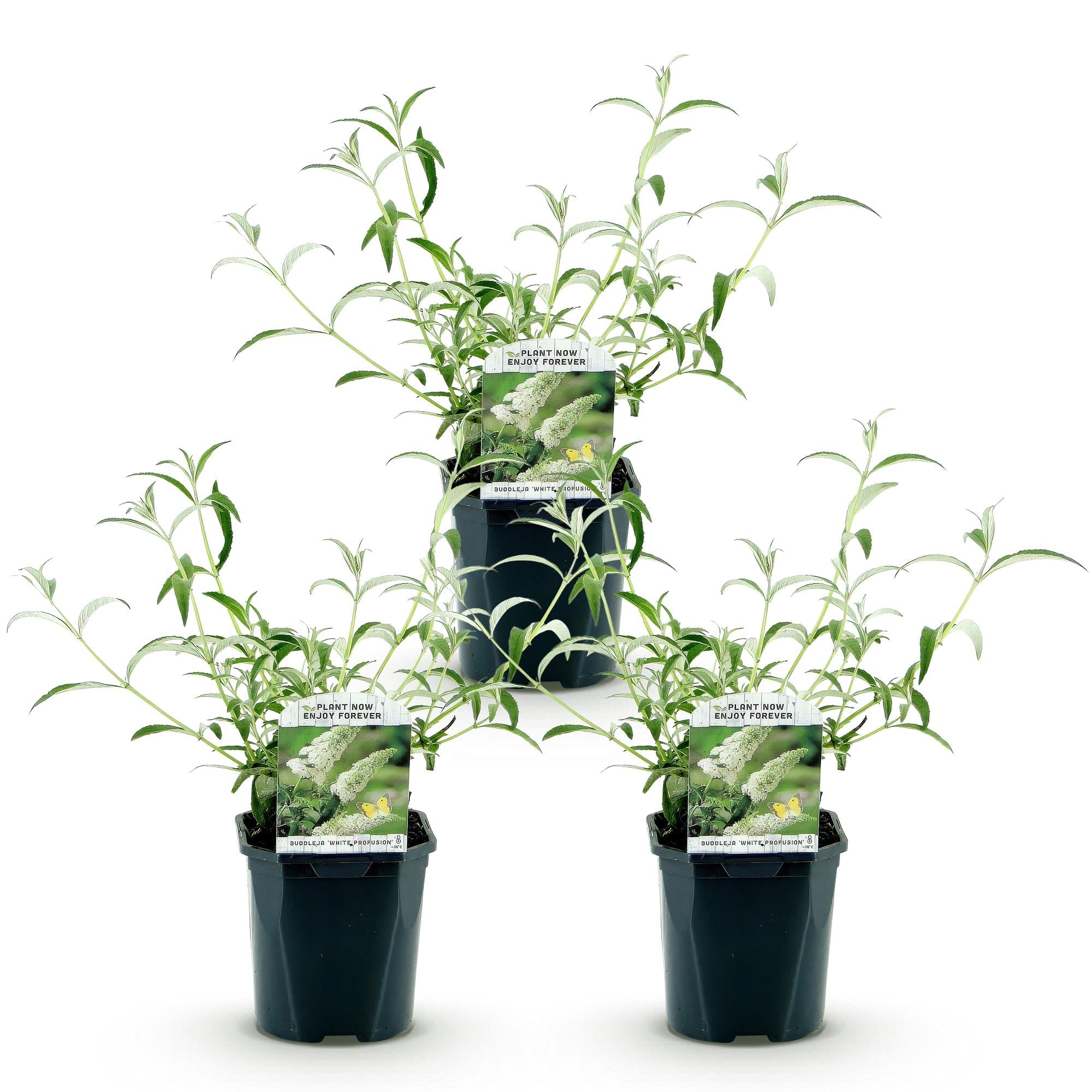 Buddleja davidii White Profusion - Vlinderstruik - Winterhard - Wit - 3 Planten - Pot 17cm - Hoogte 45cm