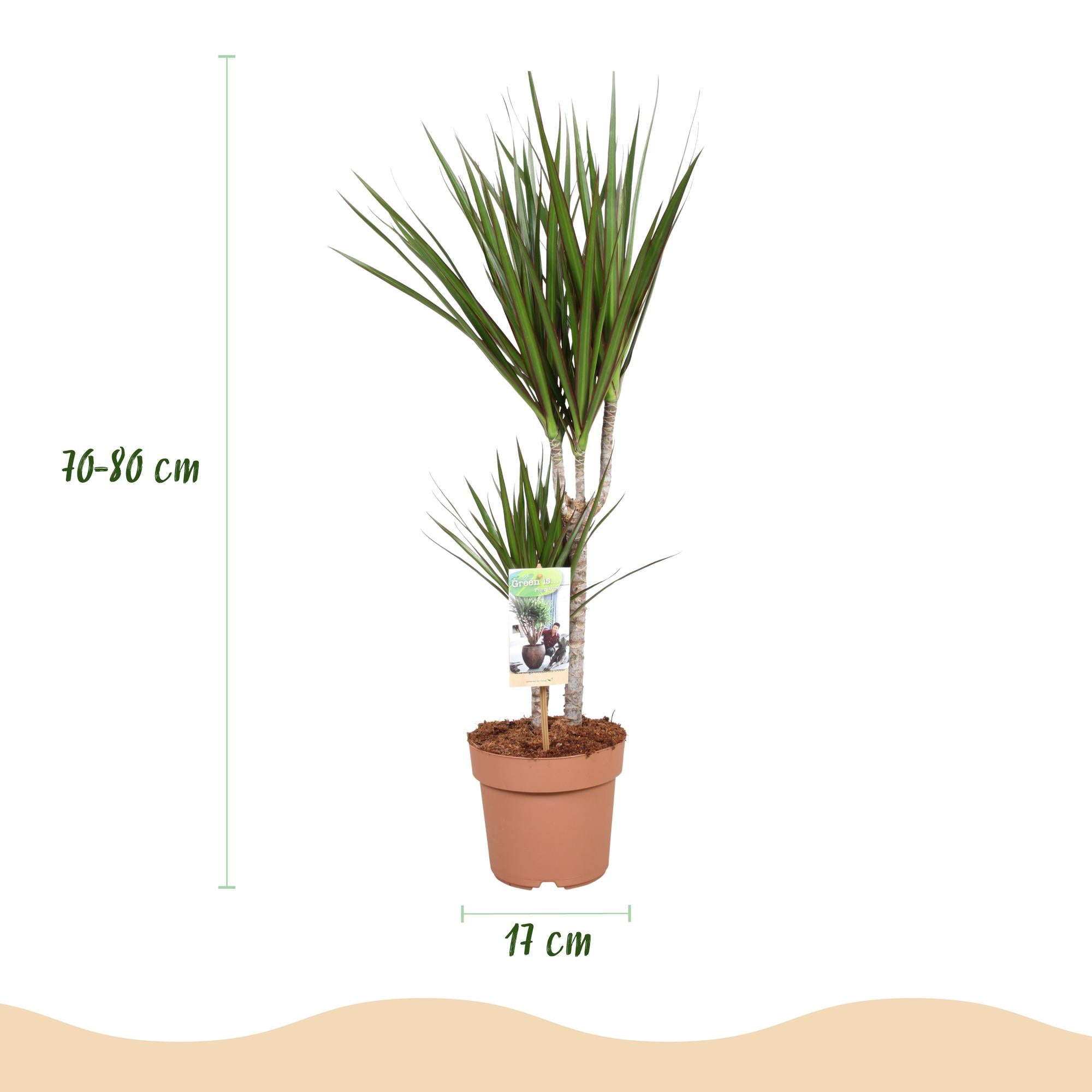 Dracaena Marginata - Drakenbloedboom - Weinig onderhoud - Groen - 2 Planten - Pot 17cm - Hoogte 70-80cm