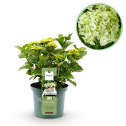 Hortensia - Hydrangea Magical Nobless - Wit - 6-10 Bloemen - Pot 23cm Hoogte 55cm