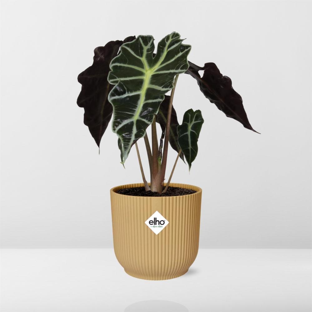 Alocasia 'Polly' en ELHO Vibes Fold 14cm jaune