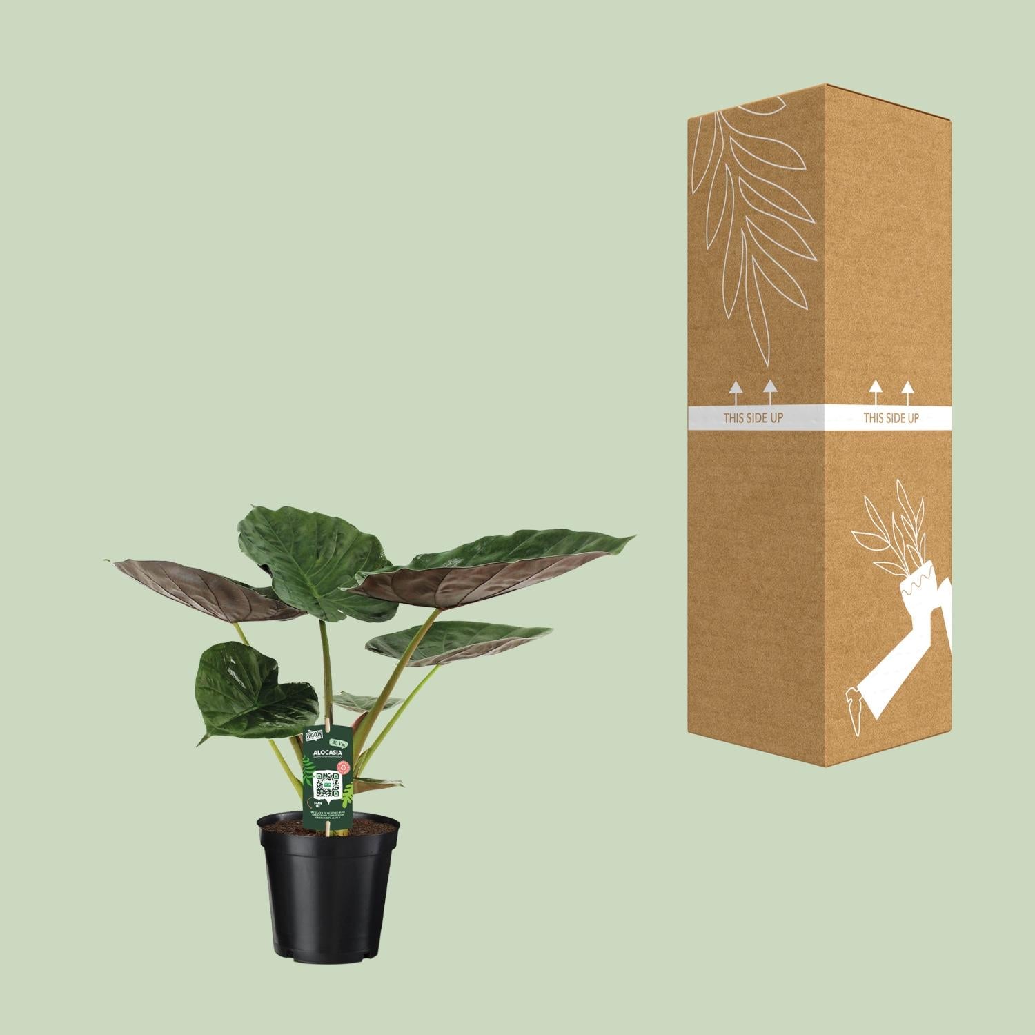 Alocasia Wentii – Elefantenohr – Ø 19 cm – ↕ 70 cm
