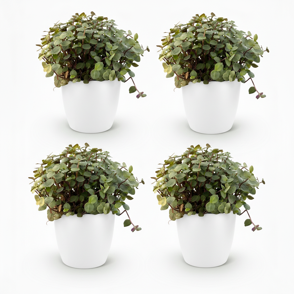 Calissia repens - Kattengras - 4 Planten - met Potter Wit - Pot 12cm - Hoogte 17-20cm