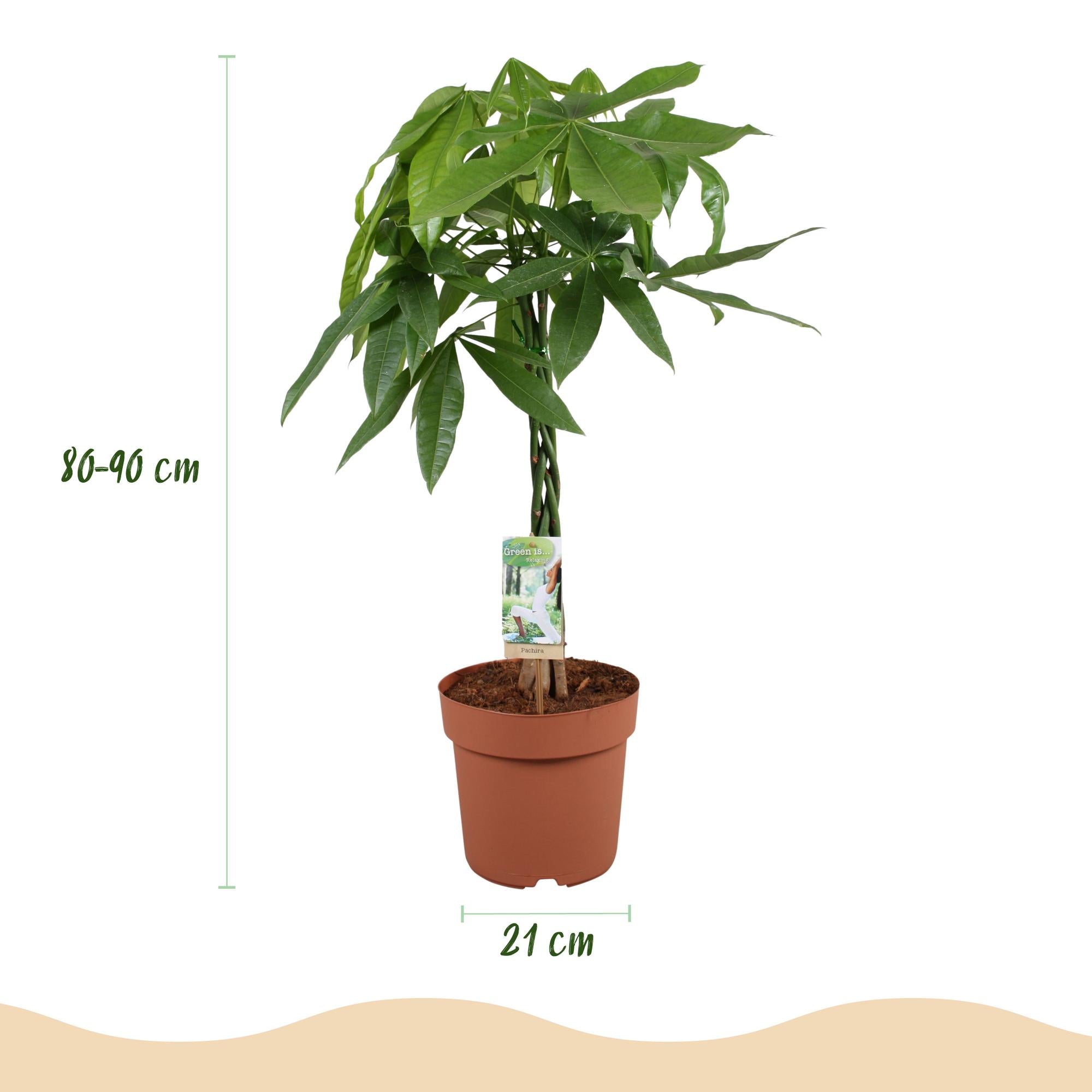 Pachira Aquatica gevlochten stam - Geldboom - Pot 21cm - Hoogte 80-90cm
