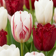 60x Tulipa Dutch Design - Flower Bulbs - Tulip Dutch Design - Pink and White - Spring Bloomer - Bulb Size 11/12