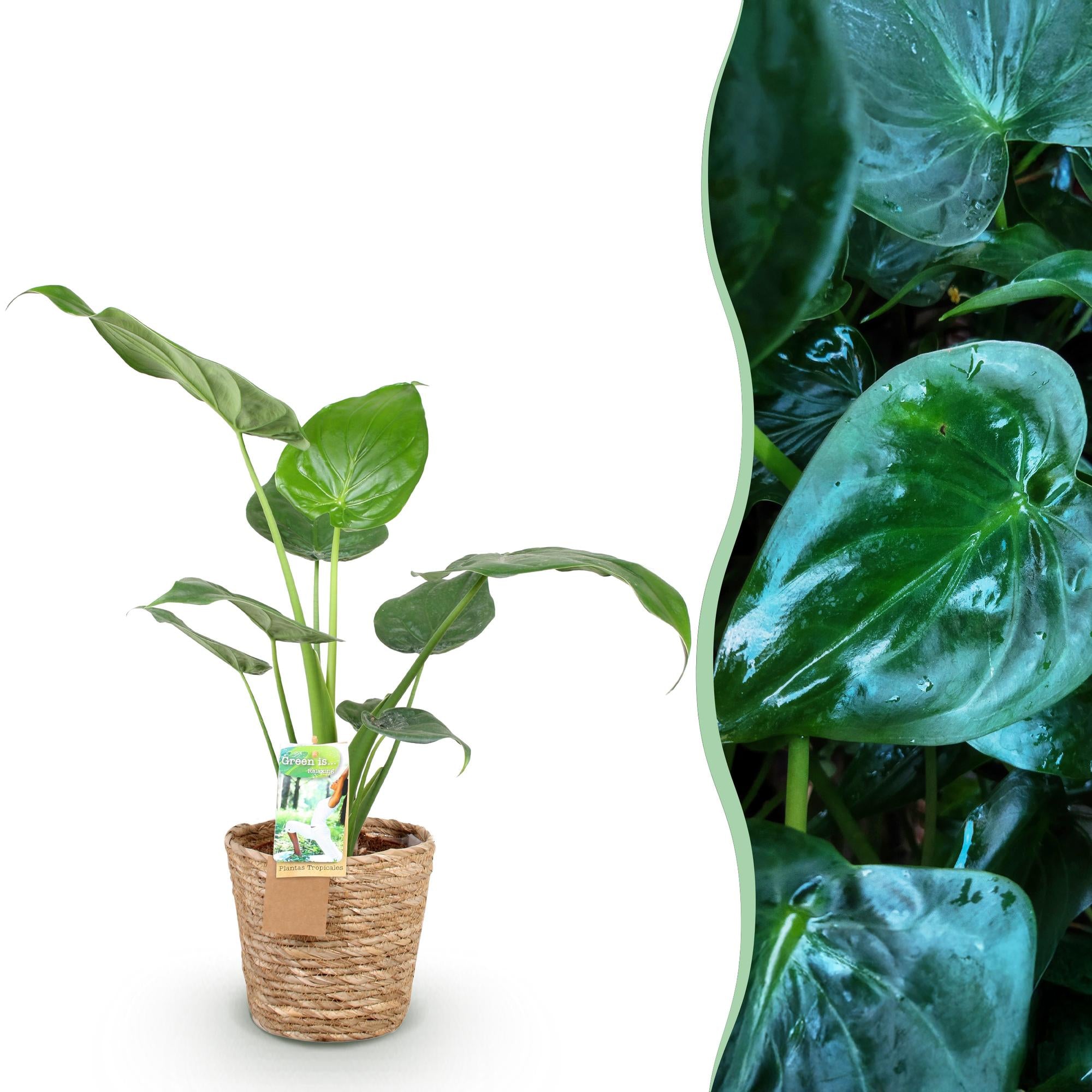 Alocasia Cucullata - Olifantsoor - met mand - Pot 17cm - Hoogte 60-65cm