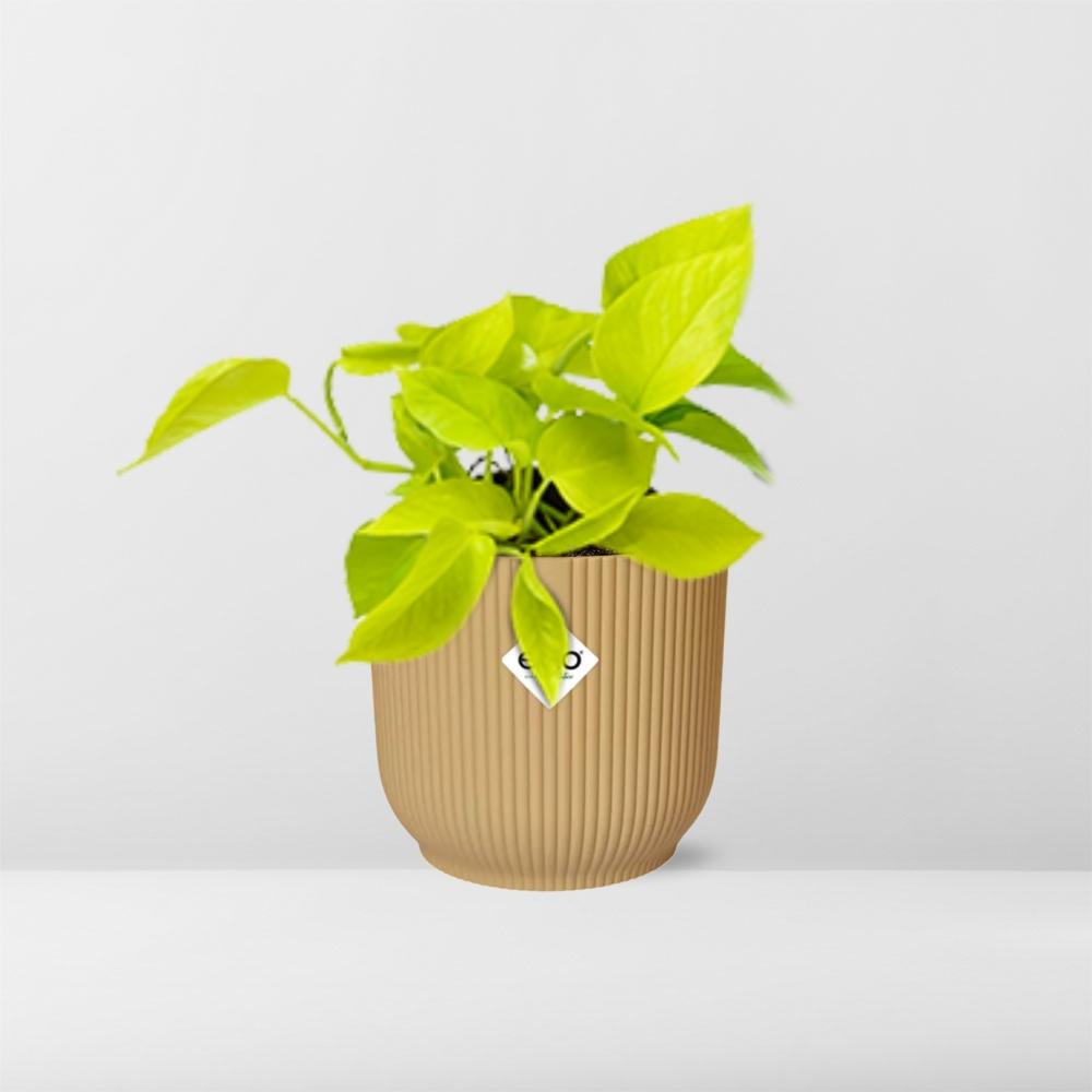 Epipremnum Pinnatum 'Golden Pothos' en pot ELHO Vibes Fold 14 cm jaune
