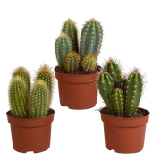 Cereus mix 10,5cm - 3x - zonder pot