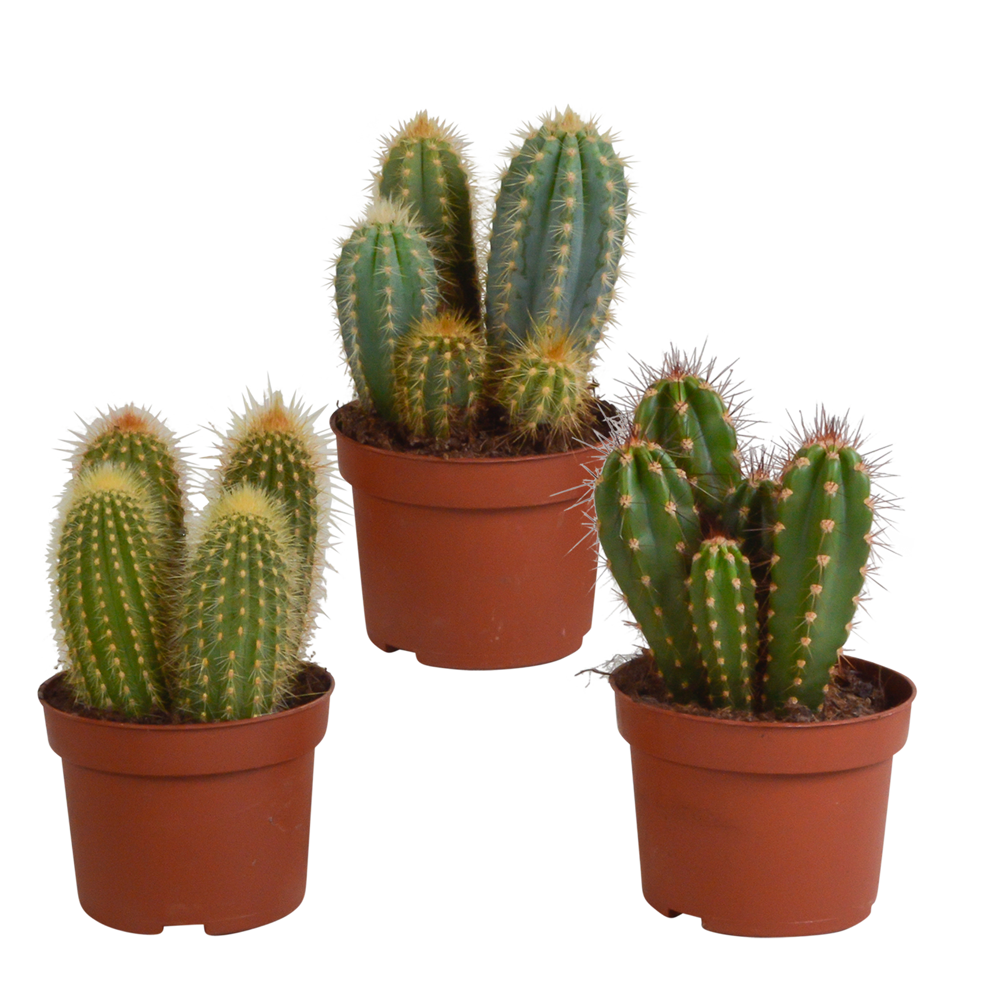 Cereus mix 10,5cm - 3x - zonder pot