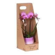 Kolibri Orchids | Paarse Phalaenopsis Orchidee - Mineral Vienna in Gradience Sierpot Lila met Giftbox - Ø9 cm