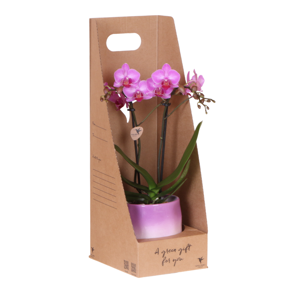 Kolibri Orchids | Paarse Phalaenopsis Orchidee - Mineral Vienna in Gradience Sierpot Lila met Giftbox - Ø9 cm