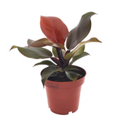 Philodendron Imperial Red - Ø 12 cm - ↕ 25 cm