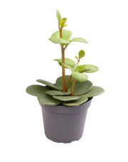 Peperomia Hope - - Groen - Tropisch - Ø6cm - ↕12cm