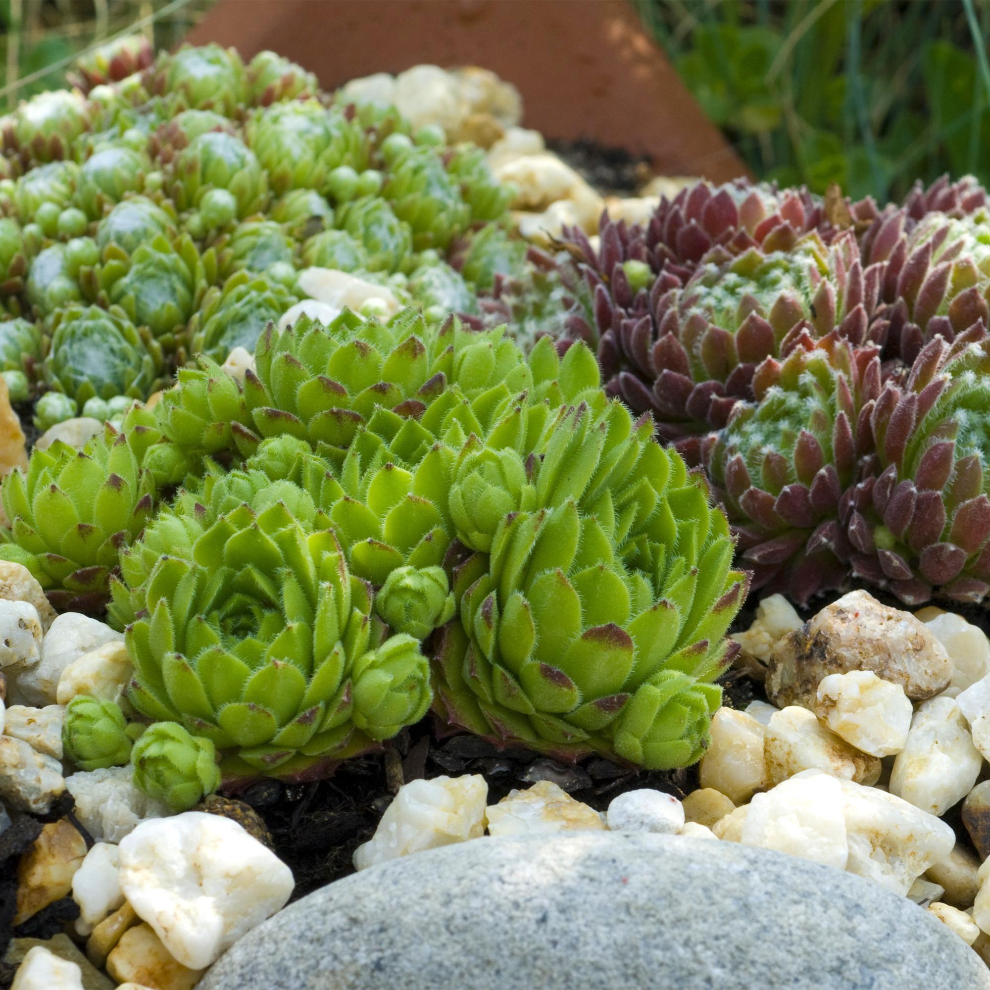 Sempervivum Big Sam - 8 Planten - Diversen kleuren - Weinig Onderhoud - Pot 14 Hoogte 17