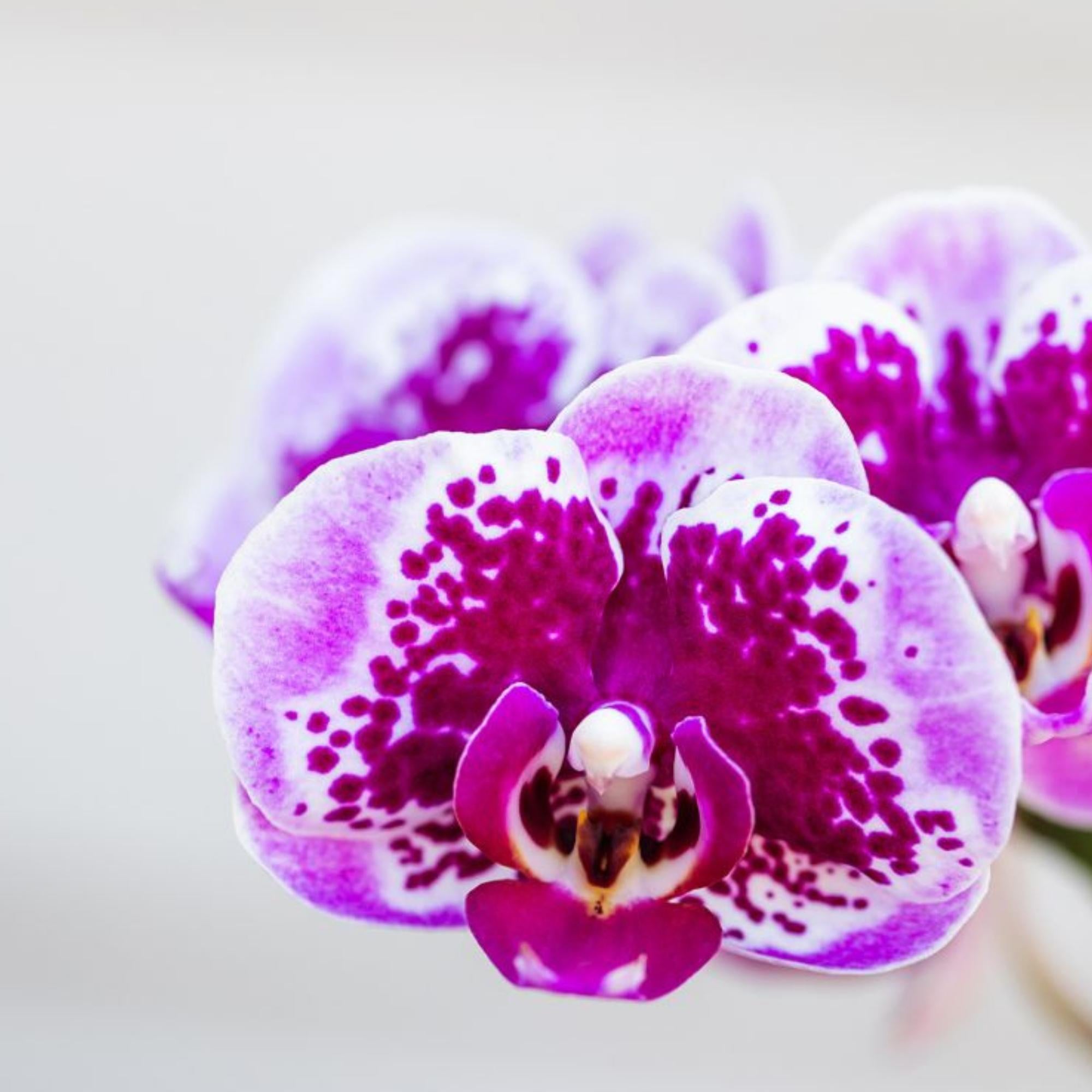 Kolibri Orchids | Roze paarse phalaenopsis orchidee potmaat Ø9cm | El Salvador | bloeiende kamerplant - vers van de kweker