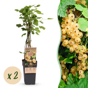 Ribes rubrum Witte Parel - Bessenplant - Winterhard - Witte Bes - 2 Planten - Pot 15cm - Hoogte 50cm