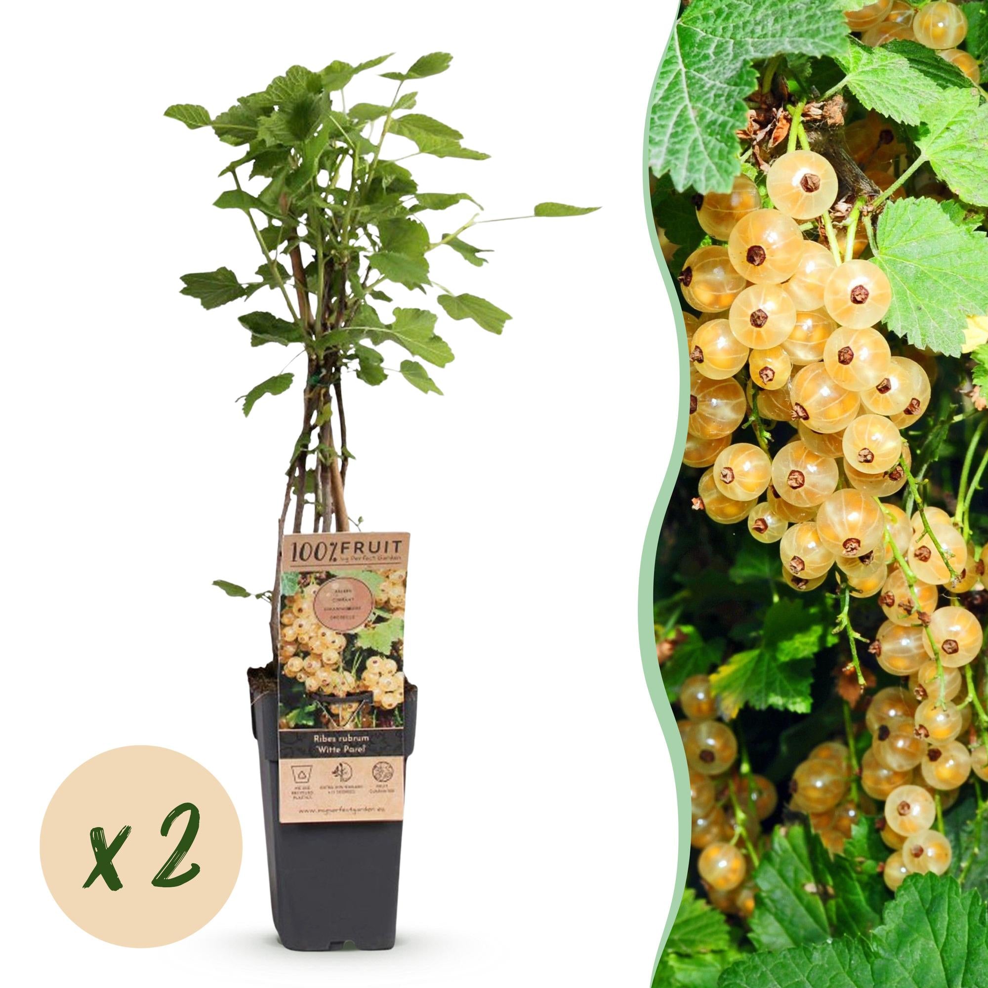 Ribes rubrum Witte Parel - Bessenplant - Winterhard - Witte Bes - 2 Planten - Pot 15cm - Hoogte 50cm