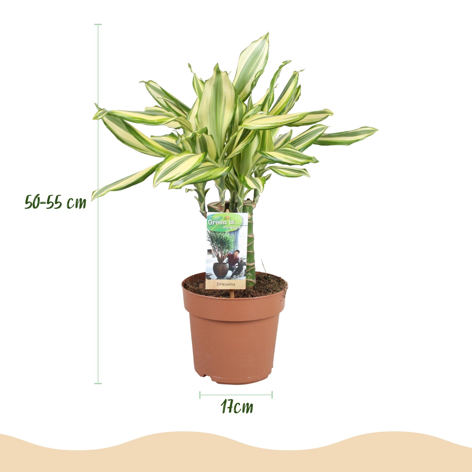 Dracaena fragrans Diamond Dream - Drakenbloedboom - Weinig onderhoud - Groen - 2 Planten - Pot 17cm - Hoogte 50-55cm