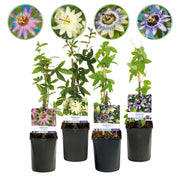 Passiebloem - Passiflora Rainbow  - Bloem Roze Wit Paars Groen - Weinig onderhoud - 4 planten - Pot 11cm Hoogte 40cm