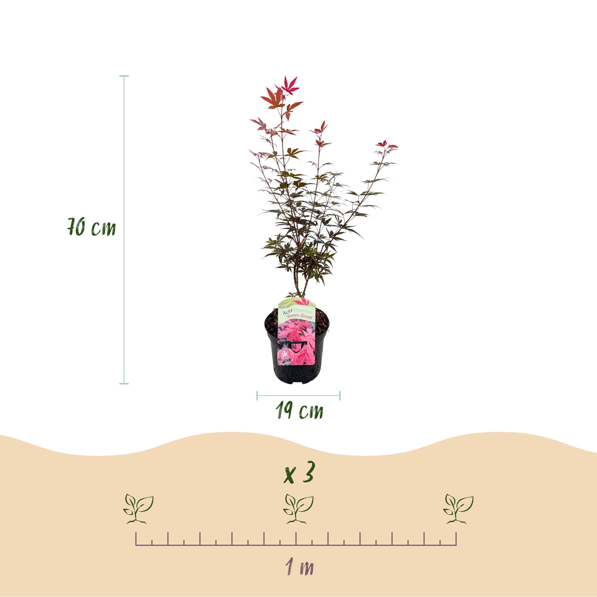 Japanse Esdoorn - Acer palmatum Skeetsers Broom - Paars - 1 Plant - Bladverliezend - Pot 19cm Hoogte 70cm