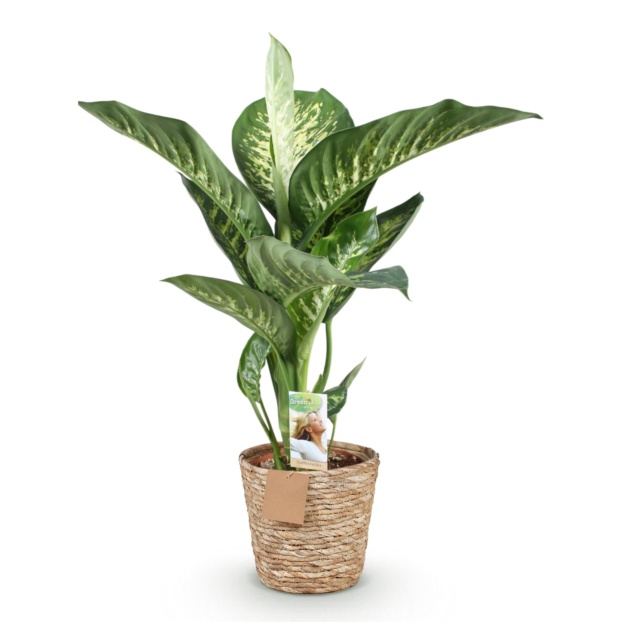 Diefenbachia Tropic Snow - Weinig onderhoud - met mand - Groen - 1 Plant - Pot 21cm - Hoogte 90-100cm