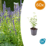 60 Agastache 'Black Adder' - ↕10-25cm - Ø9cm