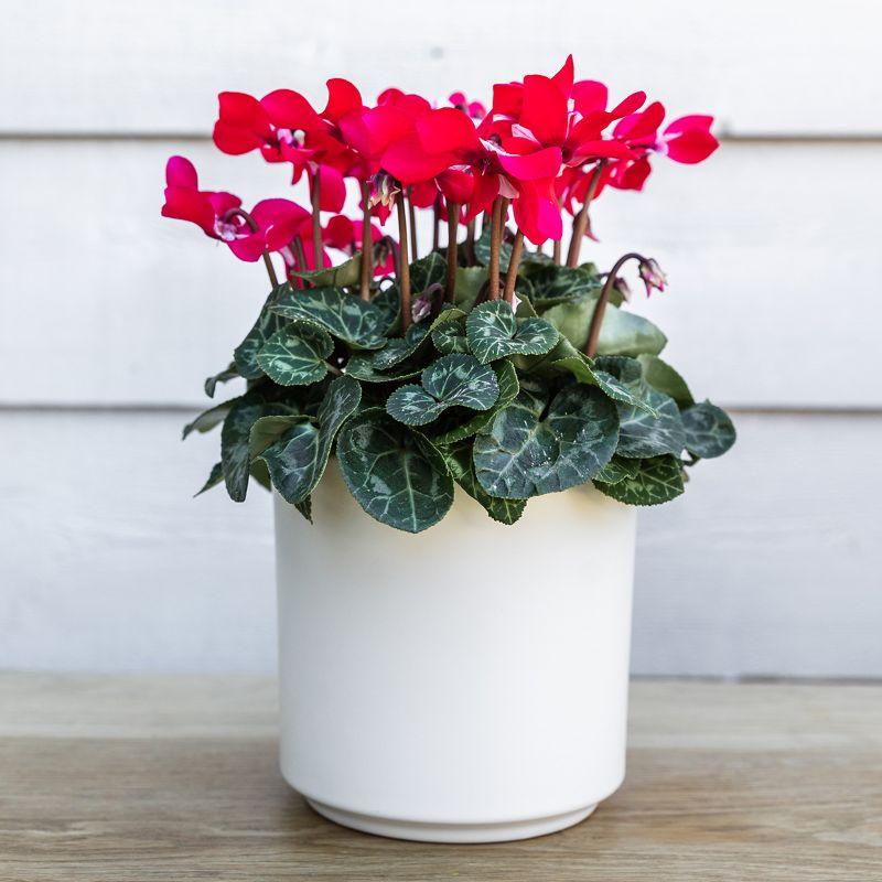 Kolibri Home | Schlichter Blumentopf – Dekorativer Keramiktopf – Weiß – 12 cm