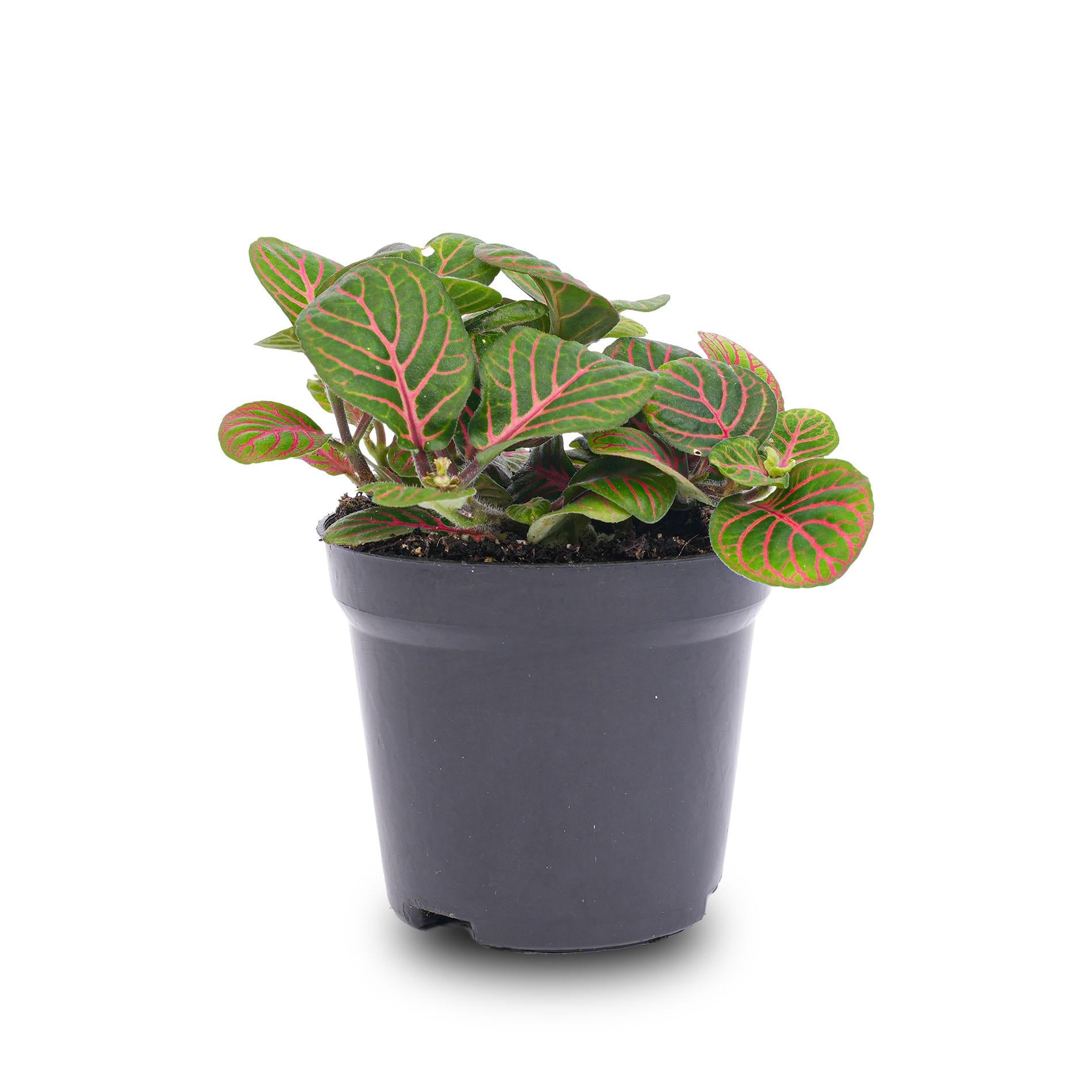 Fittonia Bubble Red - Pianta a mosaico rossa e verde - vaso misura 8