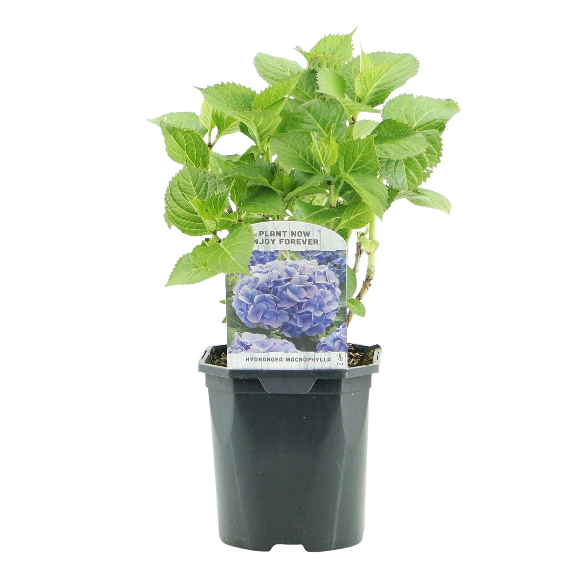 Green boutiQ - Ortensia - Hydrangea macrophylla Blue - Fiore Blu - 1 Pianta - Decidua - Bassa Manutenzione - Vaso 17cm Altezza 30cm