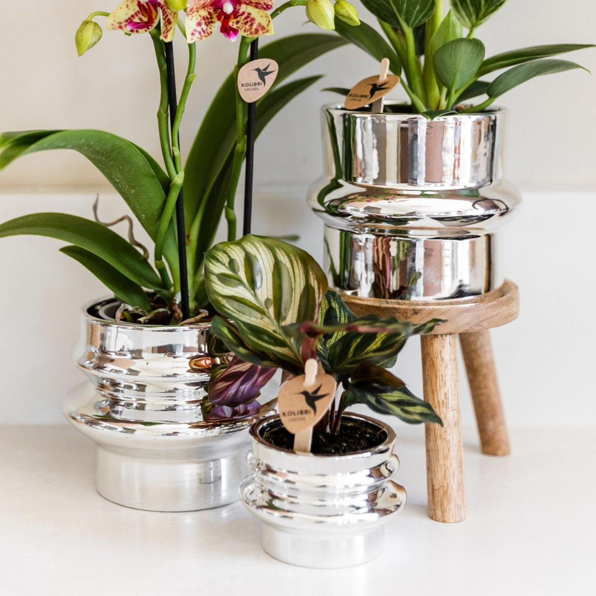 Kolibri Orchids | Plantenset Chrome - Oranje-Gele Phalaenopsis Orchidee Mineral Grosseto & Philodendron White Measure & Calathea Makoyana