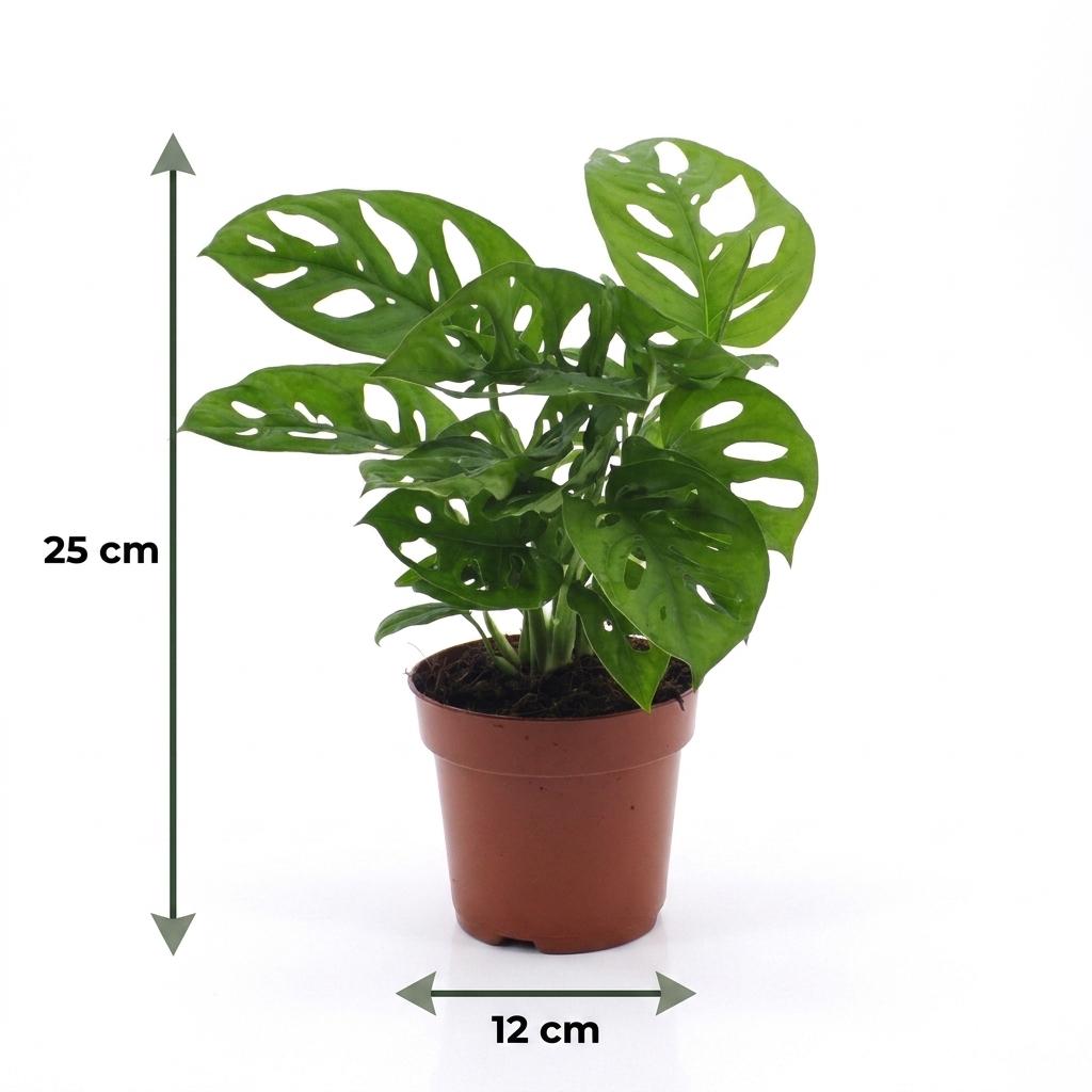 Monstera Adansonii - Rhaphidophora Tetrasperma - Pot 12cm - Hoogte - 25cm