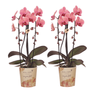 Kolibri Orchids | Combi Deal - 2 Zalmroze Phalaenopsis Orchideeën Niagara Fall Narbonne - Ø12 cm