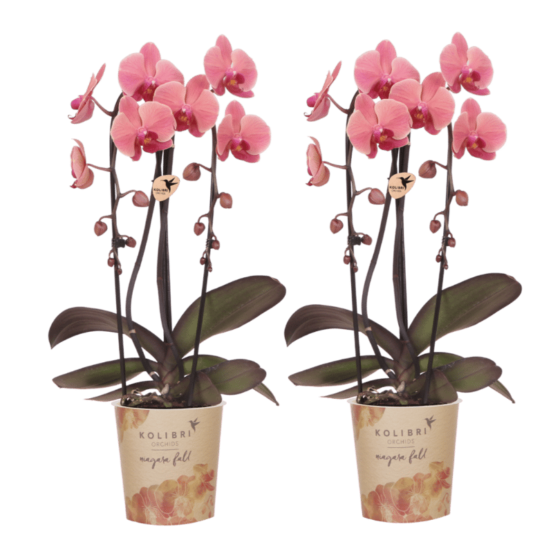 Kolibri Orchids | Combi Deal - 2 Zalmroze Phalaenopsis Orchideeën Niagara Fall Narbonne - Ø12 cm