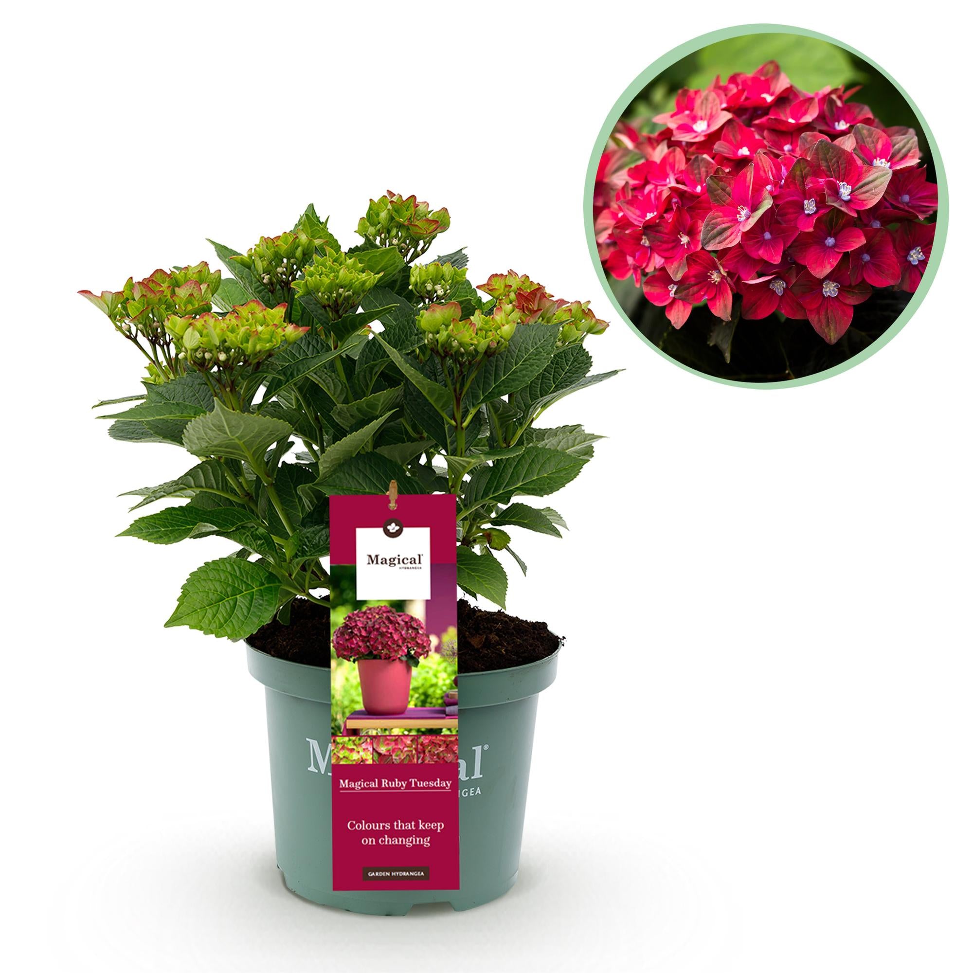 Hortensia - Hydrangea Magical Teusday & Saphire - Rood - 6-10 Bloemen - Pot 23cm Hoogte 55cm