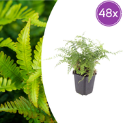48x Polystichum set. 'Herrenhausen'- ↕10-25cm - Ø9cm