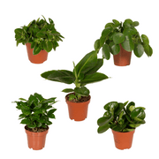Verrassingsbox - Kamerplanten Ø12cm - ↕25cm - x5