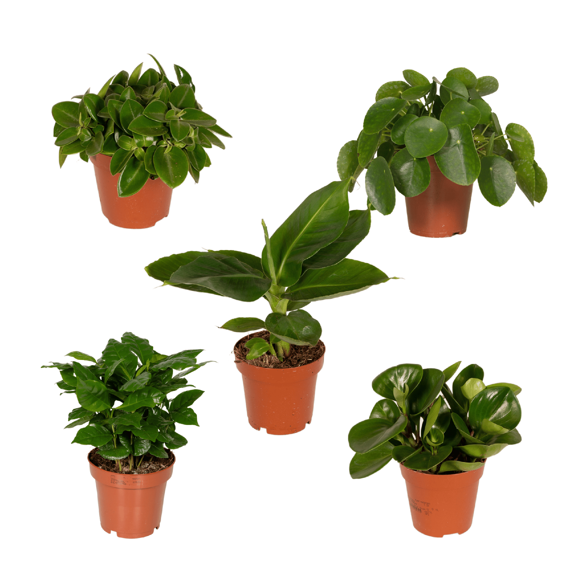 Überraschungsbox – Ø 12 cm – ↕ 25 cm – 5 Stück