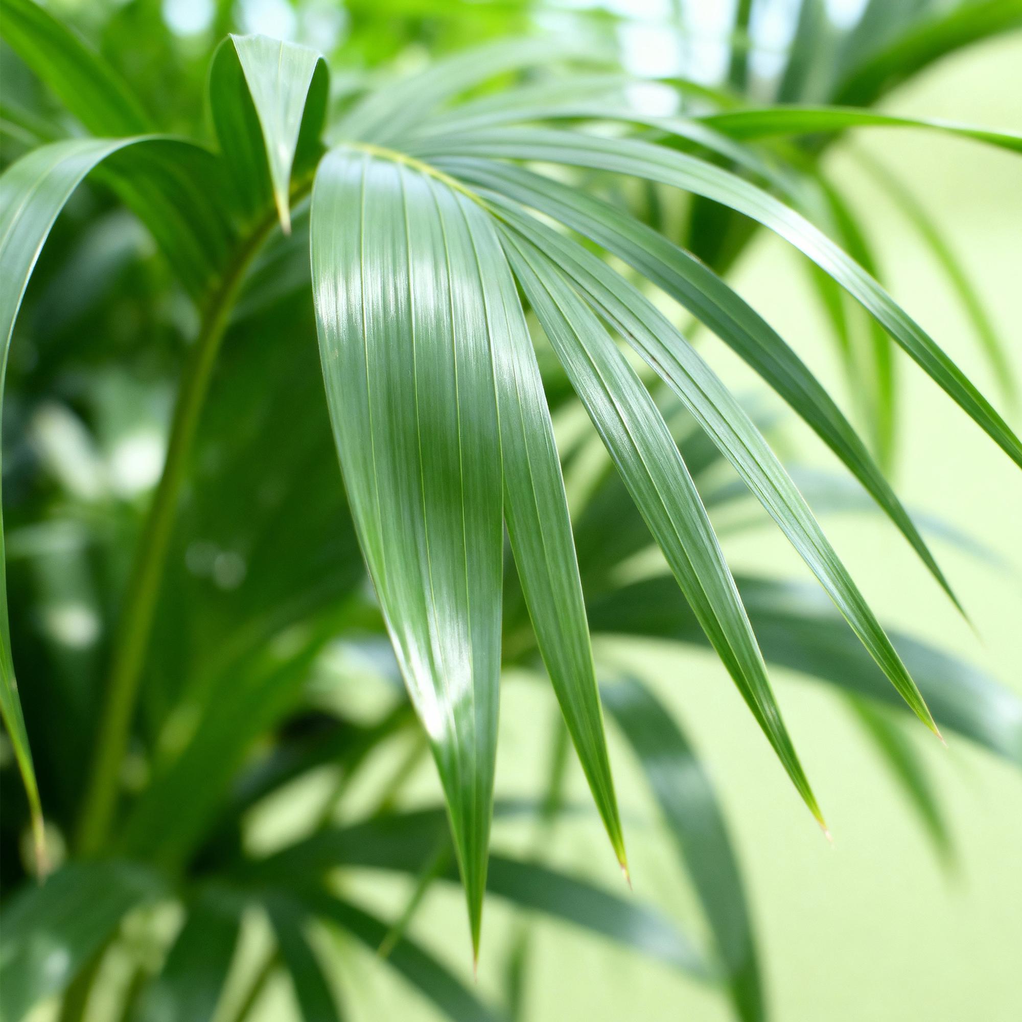Howea Forsteriana - Kentia Palm - Weinig Onderhoud - Groen - 2 planten - Pot 17cm - Hoogte 70-75cm