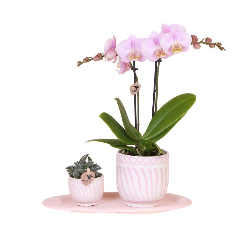 Orchidées Kolibri | Coffret cadeau Granada rose | Plante verte avec orchidée Phalaenopsis rose dans des pots décoratifs Granada sur un plateau rose bio
