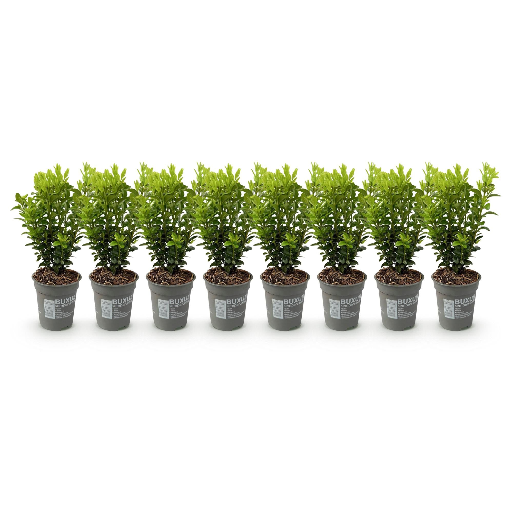 Buxus sempervirens -  blad groen - 8 planten - 1 strekkende meter - groenblijvend - pot 9cm hoogte 20-25cm