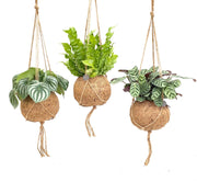 Kokodama Jungle Mix – 3 Stück – Ø 17 cm – ↕ 28 cm