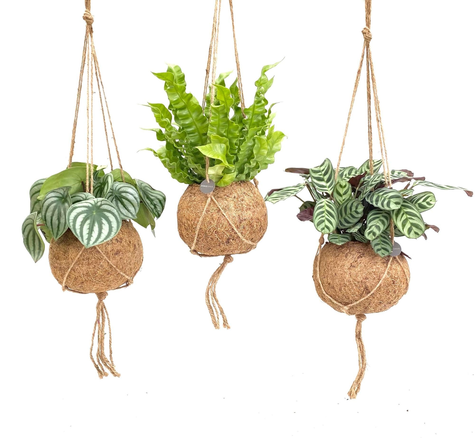 Kokodama Jungle Mix – 3 Stück – Ø 17 cm – ↕ 28 cm