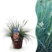 Festuca glauca Intense Blue  - Blauw - 1 Plant - Groenblijvend - Winterhard - Pot 17cm Hoogte 50cm