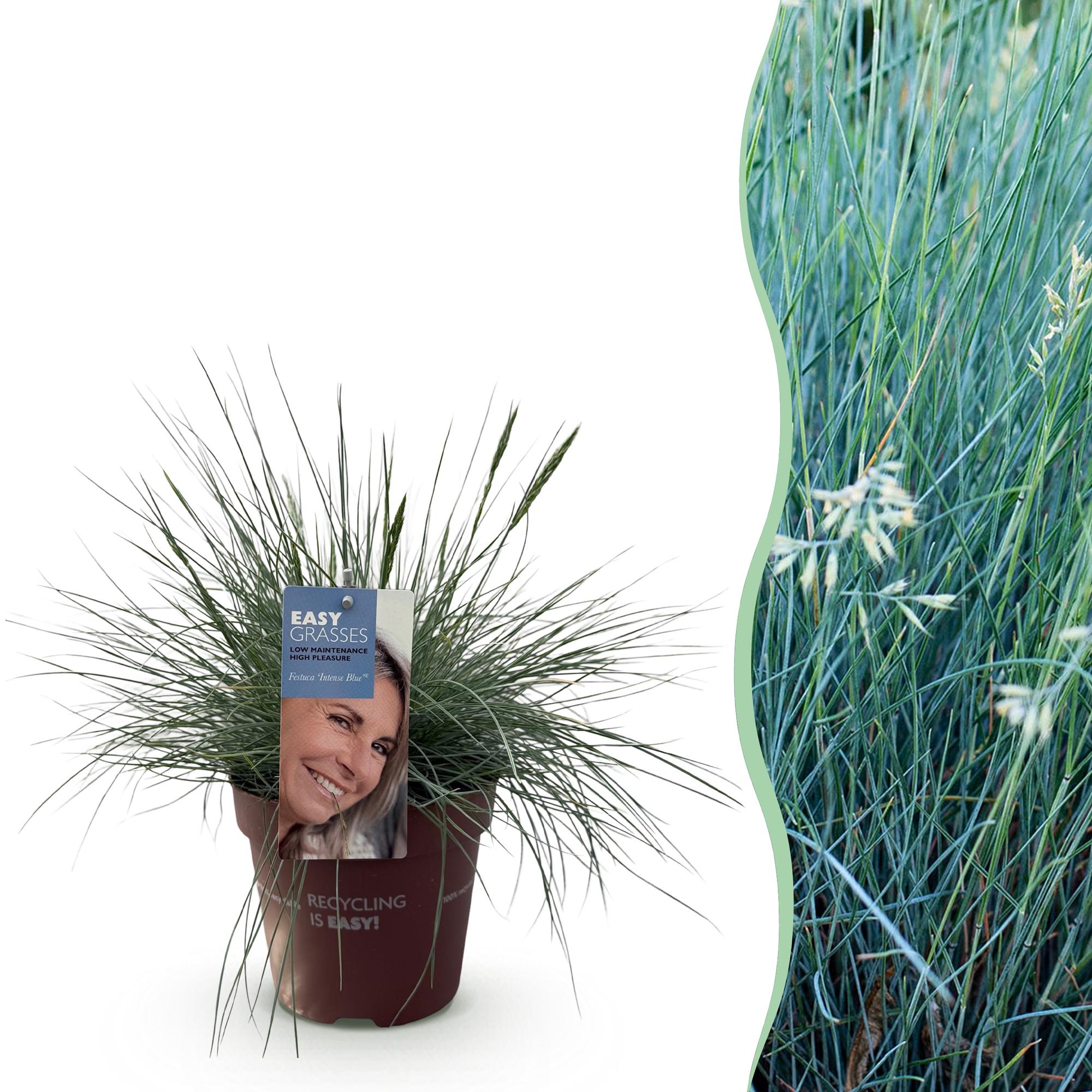 Festuca glauca Intense Blue  - Blauw - 1 Plant - Groenblijvend - Winterhard - Pot 17cm Hoogte 50cm