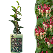 Lonicera jap. 'Red World' - Japanse kamperfoelie 4x - Rood - Roze - Klimplant - Ø9cm - ↕35cm